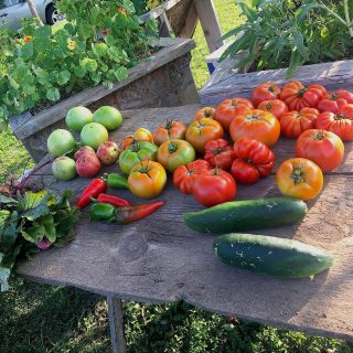 Ripe and semi-ripe tomatoes, cucumbers, and other produce on an outdoor picnic table