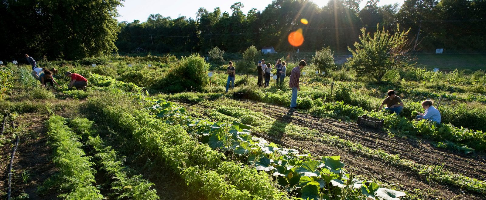 Community garden with a dozen people harvesting amidst the rows of crops